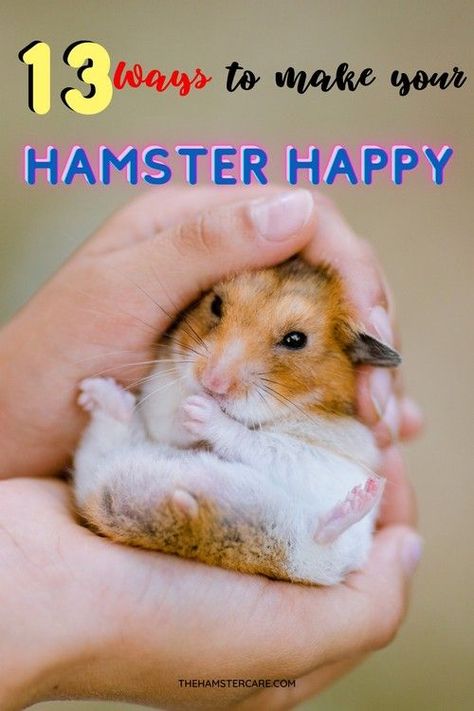 Best Hamster Cage Ideas, How To Make Hamster Toys, Diy Hamster Playpen, 20 Gallon Hamster Tank Ideas, How To Take Care Of Hamsters, How To Take Care Of A Hamster, Hamster Recipes, Hamster Tricks, Hamster Food List