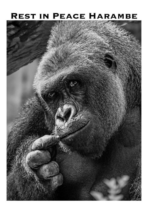 Rest in Peace Harambe Gorilla, Silverback Gorilla, Cincinnati Zoo, Mountain Gorilla, Great Ape, Monkeys Funny, I Am Sorry, Prehistoric Animals, Gentle Giant