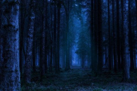 Forest Night Landscape - Free photo on Pixabay The Legend Of Sleepy Hollow, Futurisme Retro, Forest Sounds, Forest Night, Forest Background, Night Background, Mystical Forest, Night Forest, Blue Forest