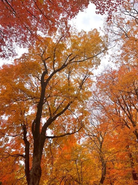 Fall Aesthetic Pictures, Studera Motivation, Fall Boards, Leaves Falling, Fall Trees, Fall Mood Board, Spooky Szn, Cozy Season, Fall Inspo