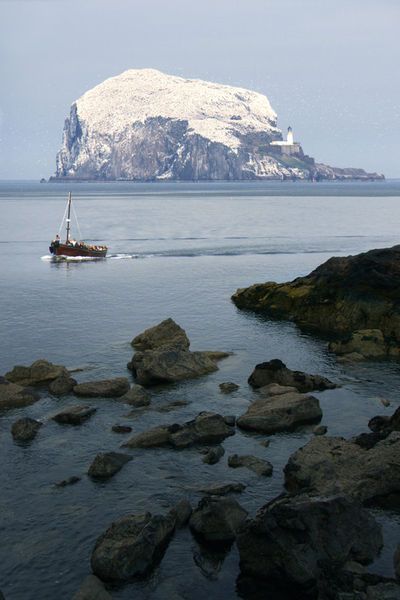 'Bass rock, island near North Berwick, East Lothian, Scotland' by Linda More Bass Rock Scotland, Tantallon Castle, East Scotland, Scottish Isles, Scotland Photography, North Berwick, Visit Edinburgh, Scotland Forever, Gallery Prints