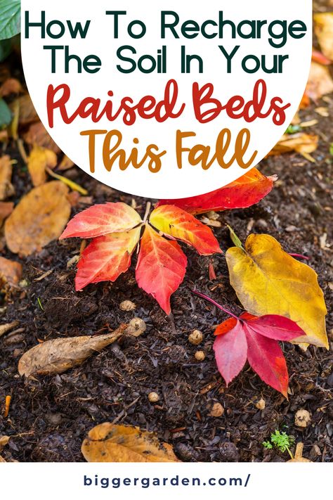 Learn how to recharge the soil in your raised beds this fall with our garden prepping tips. Discover garden remedies and techniques for vegetable garden raised beds, including backyard vegetable gardens and garden compost. Perfect for vegetable garden DIY and raised garden beds DIY to enhance your magic garden and grow healthy garden veggies. How To Winterize Raised Garden Beds, Fall Garden Prep, Raised Garden Bed Soil, Garden Raised Beds, Fall Prep, Growing Cilantro, Garden Prepping, Fall Clean Up, Bucket Gardening