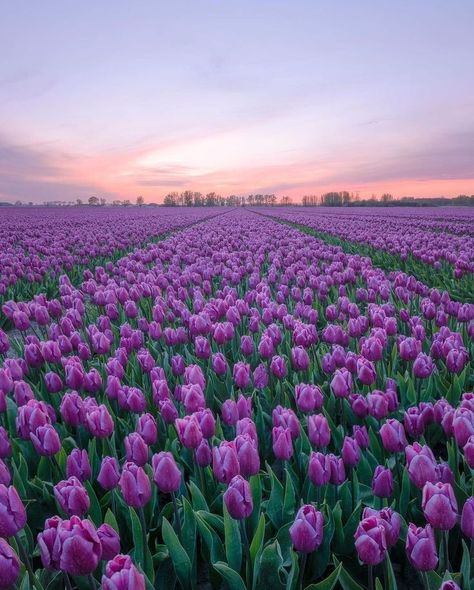 Present In The Moment, Be At Peace, Purple Flowers Wallpaper, Tulips Garden, Flowery Wallpaper, Flower Icons, Tulip Fields, Nothing But Flowers, Purple Tulips