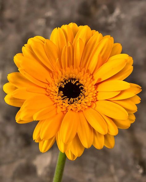 Orange Flowering Plants, Types Of Yellow, Red Hot Poker Plant, Flower Symbolism, Beautiful Yellow Flowers, Attitude Motivation, Yellow Daisy Flower, Floral Design Classes, Peruvian Lilies