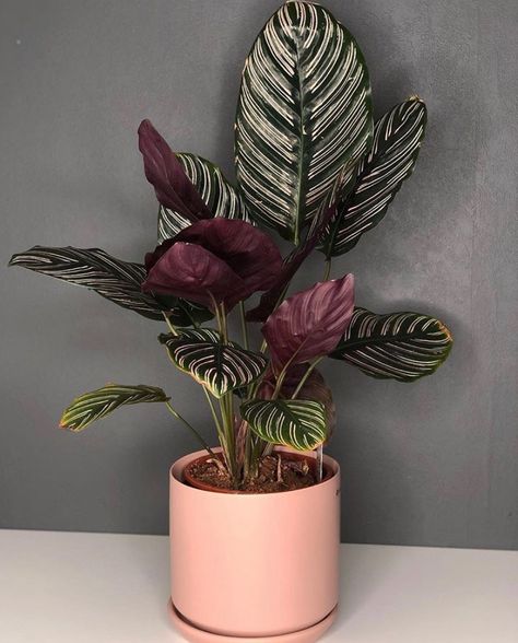 Calathea Ornata, Decorative Plants, Plant Goals, Inside Plants, Indoor Plant Care, Pink Plant, Decoration Plante, Plant Decor Indoor, House Plants Indoor