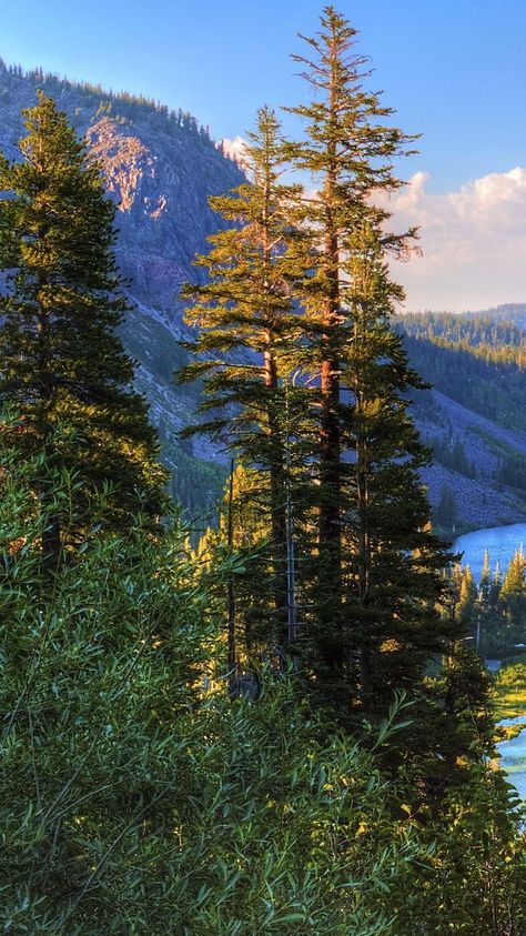 Explore the breathtaking beauty of nature in this stunning photo of mountains, forest, and pine trees set against a clear blue sky. Immerse yourself in the peace and tranquility of the great outdoors with this picturesque scenery. #mountains #nature #forest #pinetrees #clearsky #photography Mountain Hiking Aesthetic, Mountains Aesthetic, Mountain Landscape Photography, Mountain Images, Mountains Forest, Mountain Pictures, Sky Mountain, Mountain Wallpaper, Mountain Photos