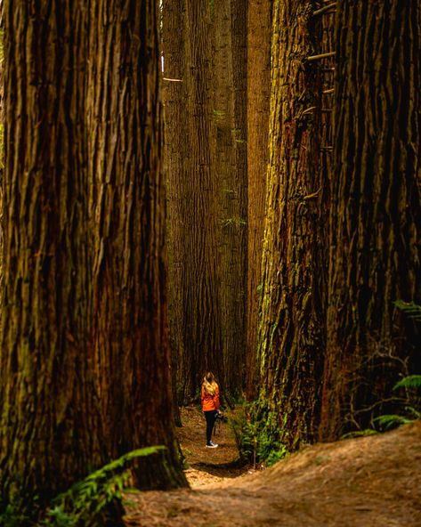 Californian Redwoods Otways Beech Forest Redwood Tree Aesthetic, Redwood Forest Photoshoot, Redwood Forest Aesthetic, Redwoods Photoshoot, Hikes In California, Big Forest, Redwood Forest California, Beech Forest, California Redwoods