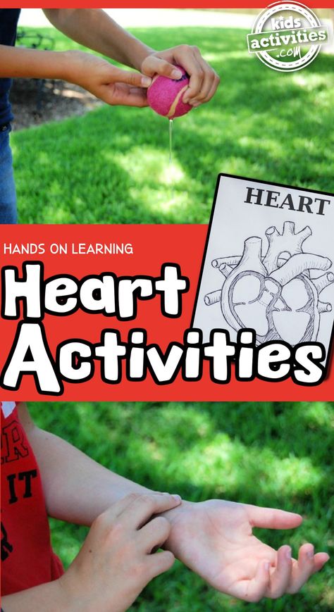 Human Heart for Kids: Hands On Heart Activity | Kids Activities Blog Heart Activities For Kindergarten, Heart Activity For Preschool, Heart Preschool Activities, Heart Activities For Kids, Kids Science Fair Projects, Heart Facts, Heart Science, Heart Lesson, Motion Activities