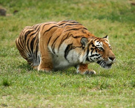 Tiger Stalking, Indochinese Tiger, Wild Cat Species, Fierce Animals, Cat Anatomy, Cat Species, Strong Faith, Siberian Tiger, Lovely Creatures