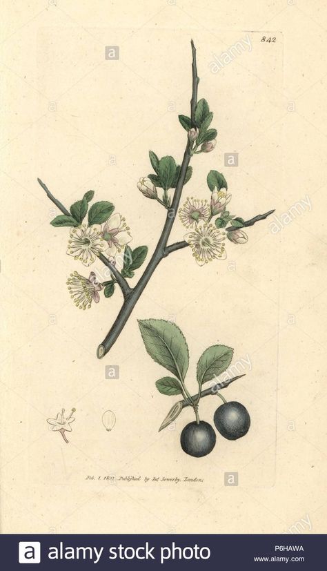 Blackthorn Tree, Fauna Illustration, Tree Tattoo Designs, Plant Drawing, A4 Poster, Tree Tattoo, Large Picture Frames, Wonderful Images, A Drawing