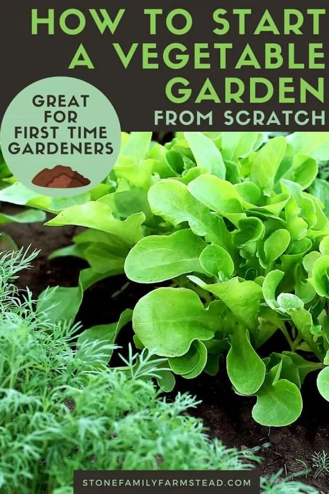 Garden 101, Start A Vegetable Garden, Growing Vegetables At Home, Garden From Scratch, Gardening Vegetables, Vegetable Garden For Beginners, Starting A Vegetable Garden, Indoor Vegetable Gardening, Backyard Vegetable Gardens