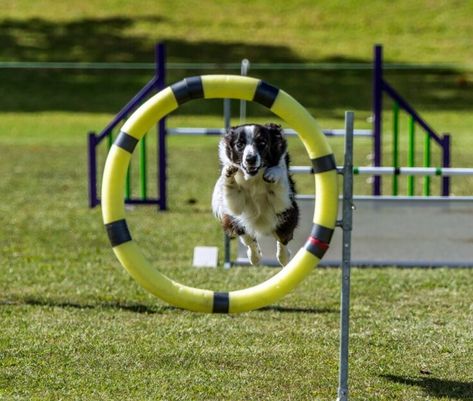 Chien : 6 idées pour lui créer un parcours d'obstacles Aruba, Onyx, Ruby, Education