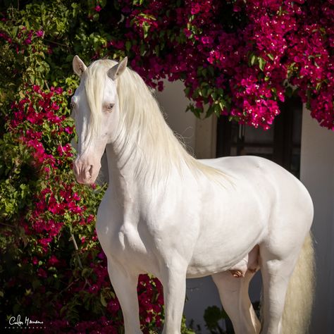 Spanish Horses Breeds, Iberian Horse, Lusitano Stallion, Andalusian Horses, Kathiyawadi Horse, Lusitano Horse, Cai Sălbatici, Horse Anatomy, Walking Horse