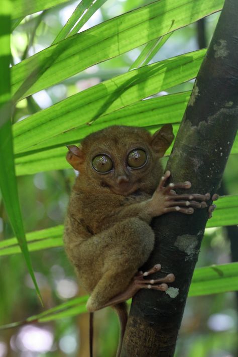 Tarsier | The Philippine tarsier, or mawmag in Visayan, is a… | Flickr Philippine Tarsier, Central Visayas, Primates, Art Forms, At Night, Philippines, Insects, My Blog, Forest