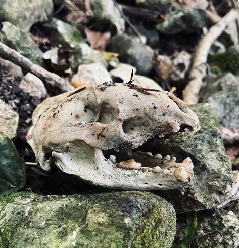 {Meles meles} #vultureculture #vulturecultureuk #bonehunting #scavenger #animalskull #badgerskull #animalbones #forestoraging #badger #odditiesandcuriosities #skull Bone Decor, Bear Skull, Creepy Animals, Animal Skeletons, Vulture Culture, Skeleton Bones, Macabre Art, Animal Bones, Visual Culture