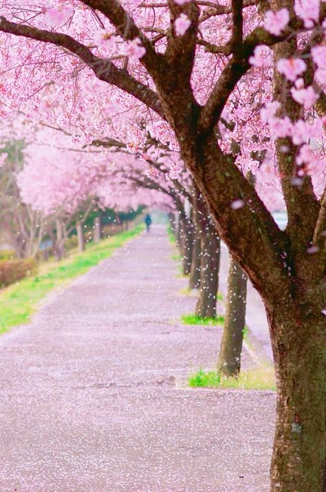 Yuumei Art, Filters Instagram, Spring Scenery, Cherry Blossom Wallpaper, Cherry Blossom Japan, World Most Beautiful Place, Instagram Presets, Sakura Tree, Lightroom Filters