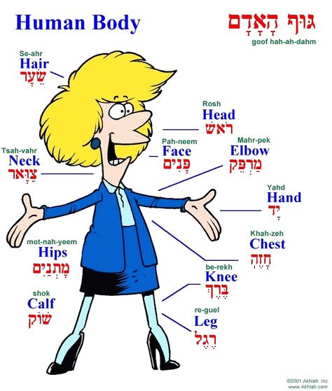 Parts of the body in Hebrew Learn Hebrew Alphabet, Body Parts For Kids, Hebrew Language Learning, Hebrew Education, Hebrew Vocabulary, Hebrew Language Words, Jewish Learning, Hebrew Lessons, Hebrew School