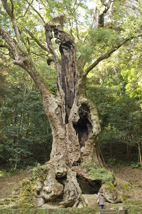 Huge Camphor of Takeo | 3000 years old tree stands on Takeo … | Flickr Camphor Tree, Strange Plants, Tree Hugging, Huge Tree, Amazing Trees, Hollow Tree, Magical Tree, Fake Trees, Tree Stands