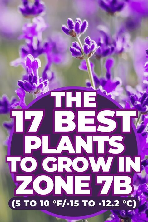 The 17 Best Plants to Grow in Zone 7b (5 to 10 °F/-15 to -12.2 °C) Hardiness Zone 7b Plants, Zone 7b Landscaping Ideas, Zone 7b Landscaping Front Yards, Zone 7b Perennials, 7b Planting Guide Flowers, 7b Planting Guide, 7b Gardening Zone, Zone 7b Gardening, Zone 7 Flower Garden