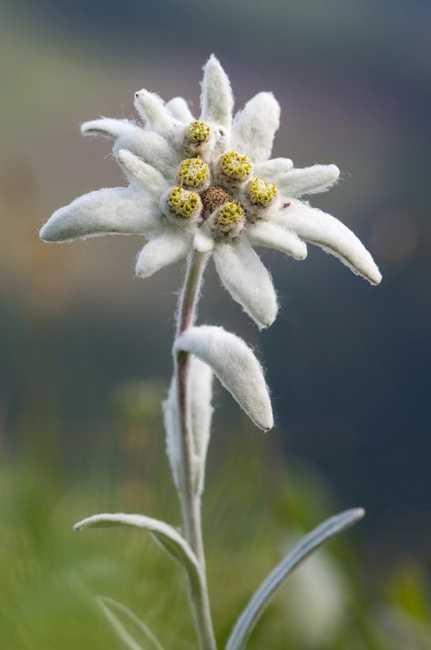 No Not Nie, #Nie Blue Passion Flower, Cactus Seeds, Edelweiss Flower, Wildflower Garden, Rare Flowers, Herbaceous Perennials, Simple Illustration, Herb Seeds, Wildflower Seeds