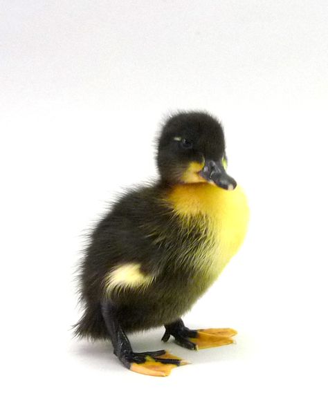 Swedish Ducks, Fluffy Duck, Duck Painting, Black Duck, Pet Ideas, Baby Ducks, Yellow Duck, Black Babies, Big Time