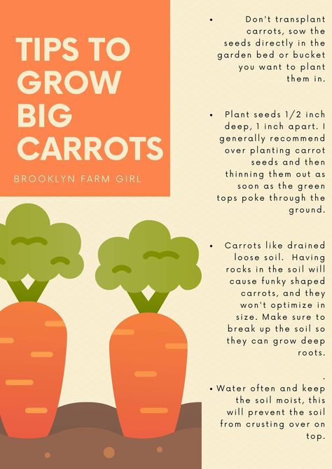 We grew giant carrots in our NYC garden. Find out tips and tricks to grow big carrots in your own vegetable garden. Nyc Garden, House In The Suburbs, Gardening At Home, How To Plant Carrots, Carrot Gardening, Growing Carrots, Vegetable Garden Tips, Small Vegetable Gardens, Garden Layout Vegetable