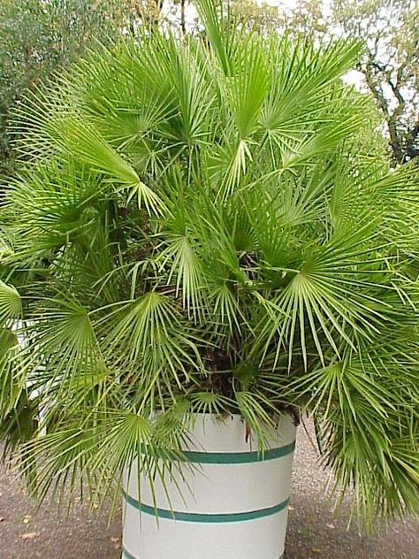 Tree Garden Decor, European Fan Palm, Garden Spade, Potted Palms, Florida Gardening, Fan Palm, Master Gardener, Potted Trees, Mediterranean Garden