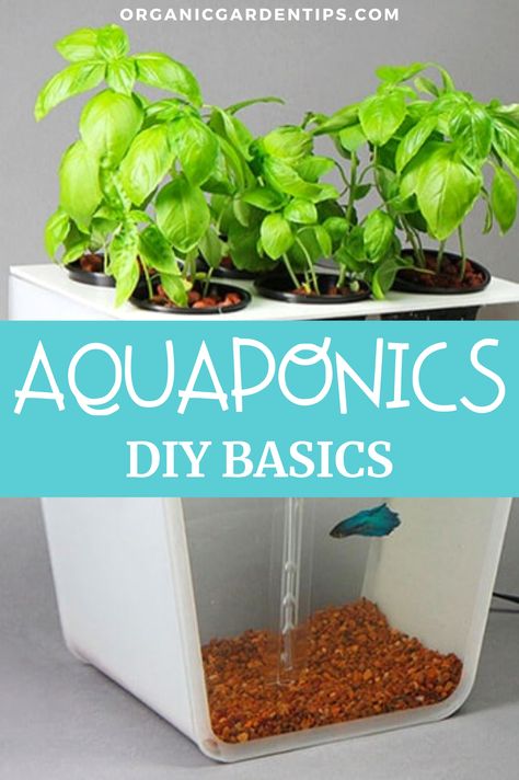 Aquaponics is an ingenious method of natural food production (fish & plant life) that nature created and that you can now replicate at home. Here you’ll find everything you need to know about buying the right Aquaponics system for use in your home or garden. #aquaponics #gardening #homesteading Small Aquaponics System Diy, Diy Aquaponic Garden Indoor, Easy Aquaponics Diy, Aquaponic Herb Garden, Aquaponic Fish Tank Diy, Beta Fish Aquaponics, Fish Hydroponic Gardening, Fish Tank Hydroponics Diy, Hydroponics With Fish