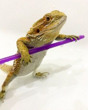 11 Bearded Dragon Fun Activities, Enrichment and Toys Ideas - Care Guides For Pet Lizards Bearded Dragon Climbing Ideas, Bearded Dragon Toys Diy, Bearded Dragon Sweater Diy, Diy Bearded Dragon Bed, Dig Box Bearded Dragon, Bearded Dragon Enrichment, Bearded Dragon Dig Boxes Ideas, Homemade Bearded Dragon Enclosure, Bearded Dragon Setup Ideas