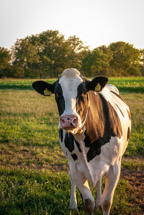 Suffolk Sheep, Cow Photography, Cow Ears, Cow Photos, Holstein Cows, Horn Headband, Cow Pictures, Cow Horns, Black Cow