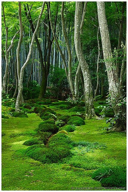 I just want this to be my backyard.... Moss garden in Giyo-ji temple (祇王寺) | Flickr - Photo Sharing! Belle Nature, Moss Garden, Green Forest, Garden Cottage, Lombok, Shade Garden, Beautiful Tree, Lush Green, Japanese Garden