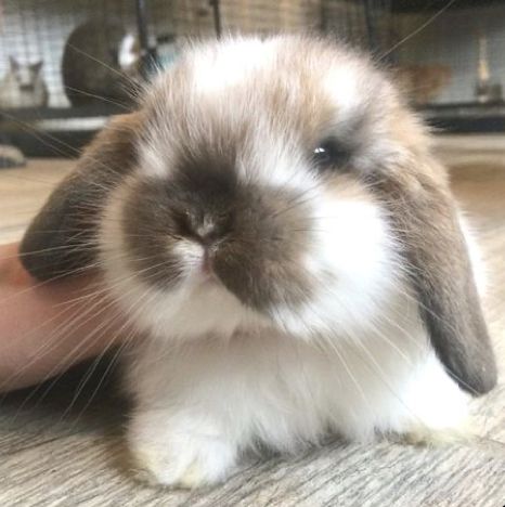 Cutest Bunny Ever, Pet Rabbit Care, Pet Rabbits, Pet Bunny Rabbits, Mini Lop, Rabbit Eating, Cute Bunny Pictures, Rabbit Rabbit