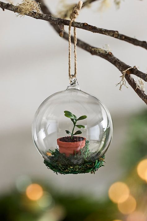 Succulent Glass Globe Ornament at Terrain Christmas Resin Gifts, Succulent Christmas Decorations, Glass Globes Crafts, Earth Ornament, Nature Ornaments, Cottagecore Crafts, Snowglobe Christmas, Plant Ornaments, Upcycle Art