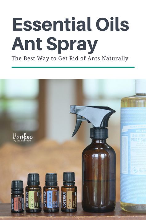 The Best Way to Get Rid of Ants Naturally | Yankee Homestead Essential Oils Ants, Ant Spray, Lush Store, Natural Bug Spray, Essential Oil Brands, Homemade Cleaning Supplies, Rid Of Ants, Get Rid Of Ants, Natural Things