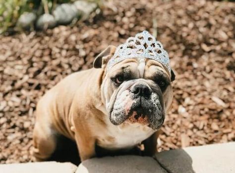 English Bulldog Names, Puppy Girl Names, Puppies Names Female, Girl Dog Names, Bulldog Names, Female Dog Names, American Bull, Bulldog Funny, Cute Bulldogs