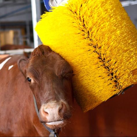 CATTLE FARMING EQUIPMENT Gado Leiteiro, Chicken Cages, Massage Brush, Body Brush, Cattle Farming, Sheep Farm, The Cow, Body Brushing, Body Massage