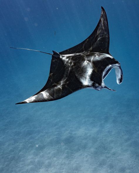 Giant Manta, Nature Photographer, Beautiful Sea Creatures, Underwater Life, Manta Ray, Aquatic Animals, Marine Biology, Ap Art, Marine Animals