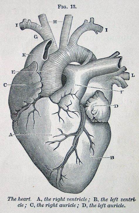 heart, vintage anatomical illustration, from Physiology for Young People, 1884 (via cori kindred on Flickr) Anatomical Heart Illustration Medical, Vintage Doctor Illustration, Vintage Heart Illustration, Anatomy Of A Heart, Vintage Anatomy Illustration, Organs Art, Heart Anatomy Drawing, Anatomy Illustration Art, Anatomical Heart Illustration