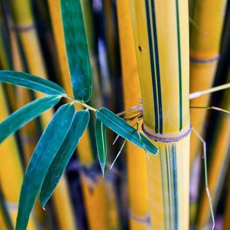 10 different types of #bamboo | Better Homes and Gardens Bamboo Landscape, Clumping Bamboo, Garden Privacy Screen, Golden Bamboo, Yellow Bamboo, Home Gardens, Garden Privacy, Bamboo Garden, Backyard Remodel