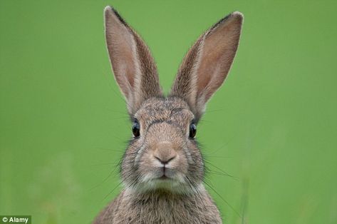 European rabbits, like this one, have been declining across Europe due to disease, hunting and loss of habitat Rabbit Anatomy, Rabbit Artwork, Rabbit Pictures, Rabbit Photos, Rabbit Run, Wild Rabbit, Rabbit Head, Animal Anatomy, Rabbit Art