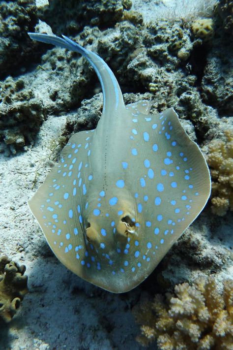 Stingray Photography, Yellowish Background, Intertidal Zone, Sea Creatures Drawing, Stingray Fish, Protruding Eyes, Short And Thick, Rising Tide, Ocean Fish