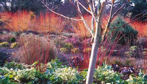 Plant of the Month | Bressingham Gardens- Winterfire Dogwood Winter Border, Cornus Alba, Plant Combos, Garden Winter, Planting Combinations, Winter Gardens, Winter Gardening, Planting Design, English Gardens