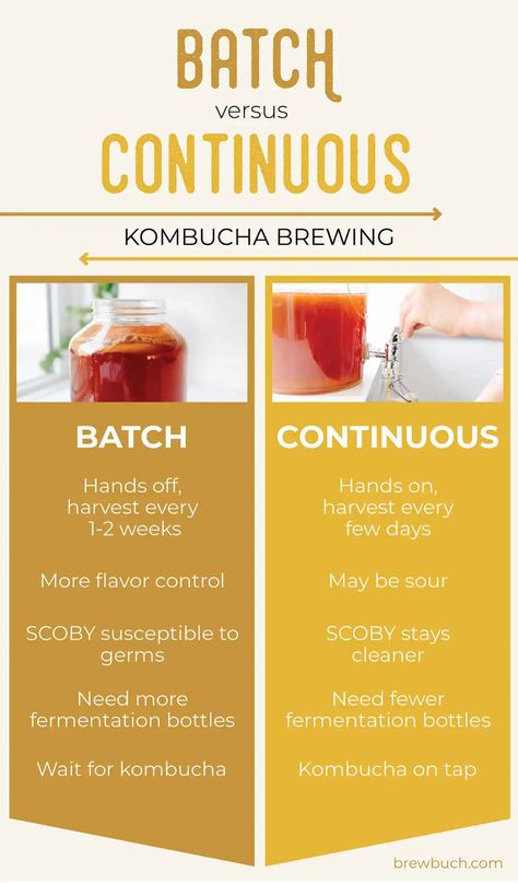 Kombucha Recipe Scoby, Kombucha Starter Recipe, Second Fermentation Kombucha, Kombucha Flavor Ideas, Kombucha Recipe Flavored, Scoby Kombucha, Continuous Brew Kombucha, Kombucha Flavors Recipes, Brewing Kombucha