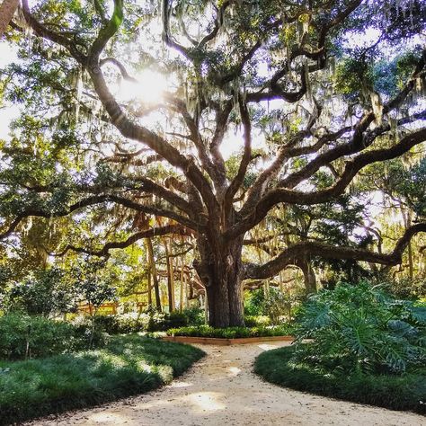 The giant live oak tree in Washington Oaks Gardens State Park is estimated to be 200 to 300 years old and creates a dreamy spot for photos for any occasion. Big Tree Garden, Live Oaks Landscaping, Live Oak Painting, Live Oak Trees Landscaping, Oak Tree Driveway, Big Tree Landscaping, Oak Tree Landscaping, Oak Tree Garden, Oak Tree Pictures