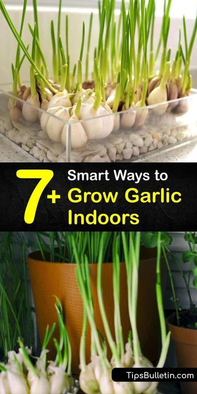 Grow Garlic Indoors, Gemüseanbau In Kübeln, Growing Vegetables Indoors, Grow Garlic, Kitchen Gardening, Diy Container Gardening, Growing Herbs Indoors, Planting Garlic, Indoor Vegetables