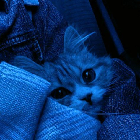 Image Bleu, Blue Aesthetic Dark, Cute Blue Wallpaper, Silly Cats Pictures, Cat Icon, Cat Aesthetic, Feeling Blue, Blue Cats, Cat Wallpaper