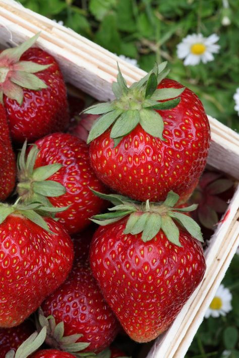 Strawberries 100 Calorie, Strawberry Garden, Strawberry Patch, Growing Strawberries, Strawberry Plants, Strawberry Fields, Strawberry Recipes, Fruit And Veg, Fresh Strawberry