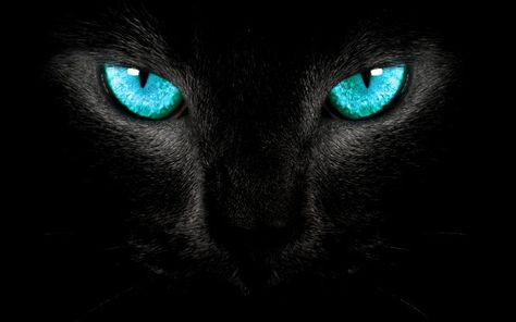 Black Panther Blue Eyes Wallpaper Sky Blue Eyes, Cat Poems, Turquoise Eyes, Eyes Wallpaper, Black Cat Art, Wonder Women, Paws And Claws, Black Cat Eyes, Yellow Cat