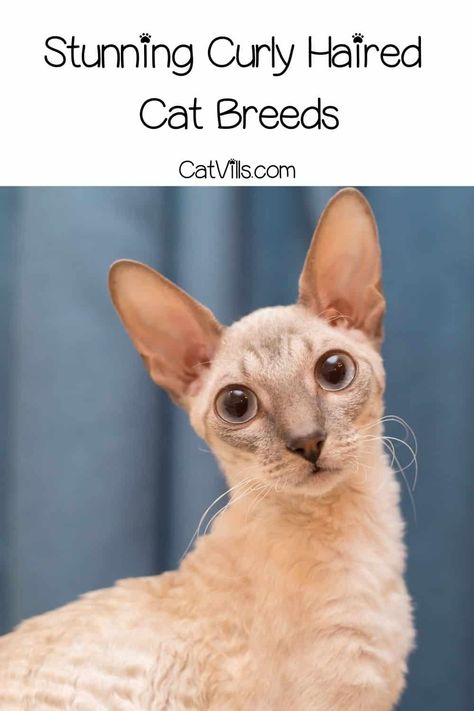 Curly-haired cats are quite rare. Want to learn more about them? Dive in to find out INTERESTING FACTS about these adorable 10 curly haired cat breeds! Curly Haired Cat, Cornish Rex Kitten, Selkirk Rex Kittens, Cat Breeds Hypoallergenic, Curly Cat, Hypoallergenic Cats, Domestic Cat Breeds, Laperm, Manx Cat