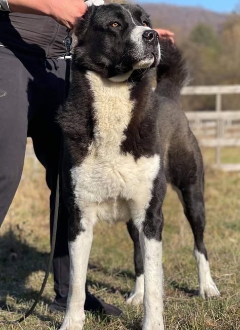 Breed ➡️ CENTRAL ASIAN SHEPHERD DOG From @titan Alabai Kennel 🇷🇴 🐶 Bruno 4 years old Ranch Dogs, Asian Shepherd Dog, Alabai Dog, Central Asian Shepherd, Asian Dogs, Dog Reference, Horse Poses, Types Of Dogs Breeds, Pretty Puppies